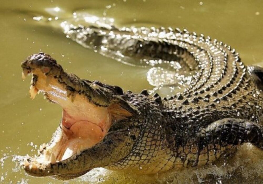 Nahas Menjelang Subuh di Hari Pelantikan KPPS Natuna, Mursalin Diseret Buaya ke Dasar Sungai