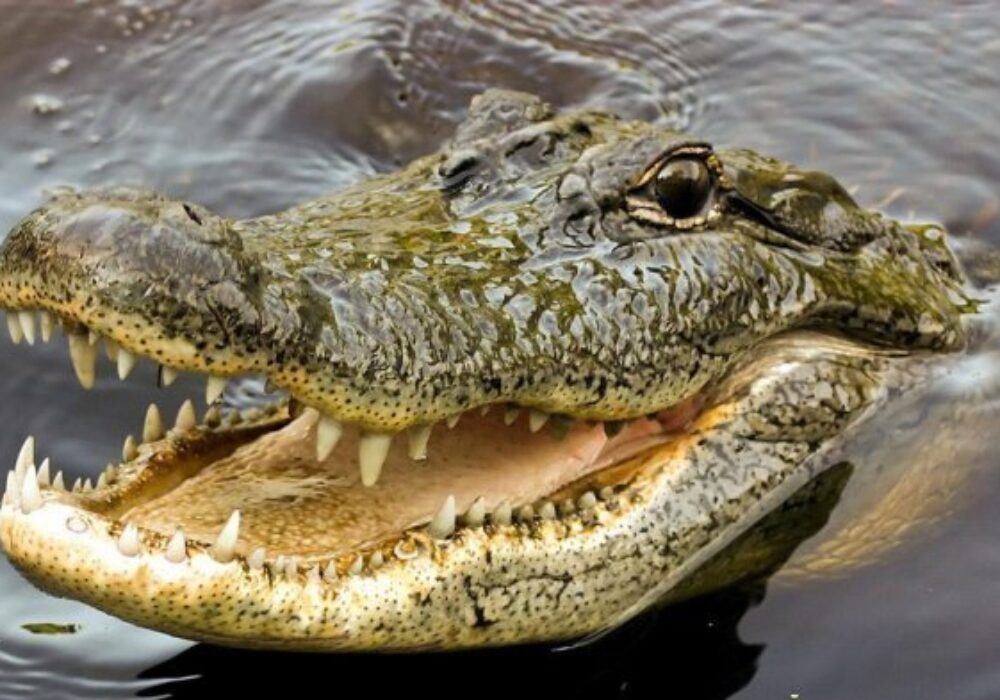Buaya Kabur di Batam, Warga Auto Parno! Nelayan Ogah Melaut”