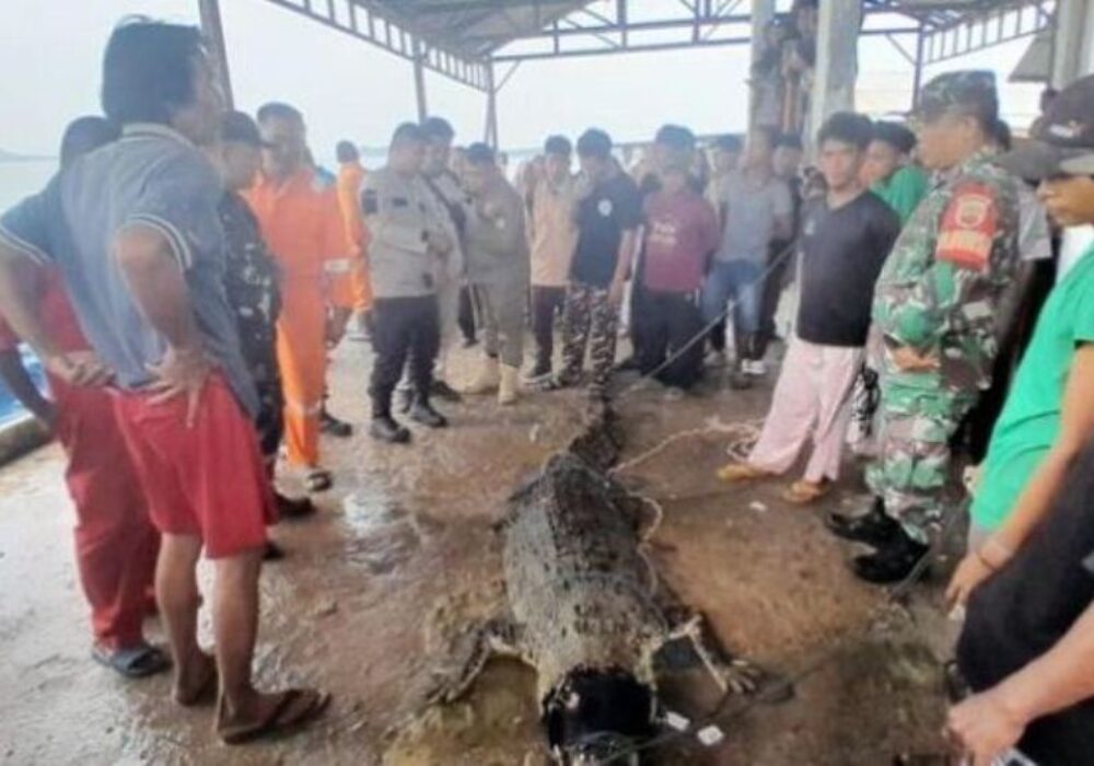 Buaya Kabur di Pulau Bulan, Warga Batam Heboh: Baru 7 Ketangkap, Sisanya Masih Ngumpet!