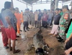 Buaya Kabur di Pulau Bulan, Warga Batam Heboh: Baru 7 Ketangkap, Sisanya Masih Ngumpet!