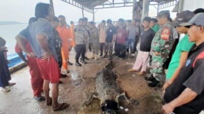 Buaya Kabur di Pulau Bulan, Warga Batam Heboh: Baru 7 Ketangkap, Sisanya Masih Ngumpet!