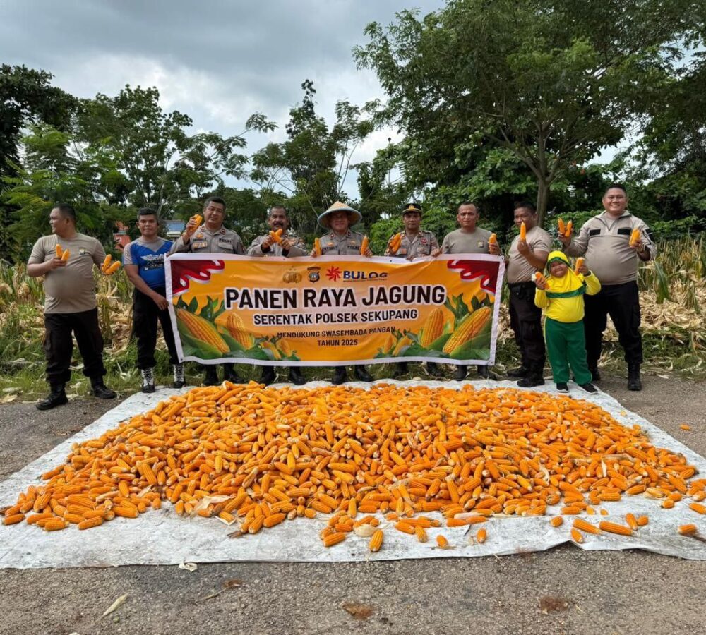 Polsek Sekupang Panen 500 Kg Jagung: Bukti Dukungan Nyata terhadap Swasembada Pangan 2025